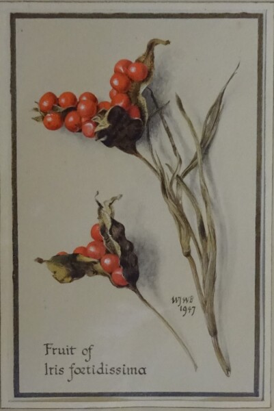 image FDA-D.1547-2016-A