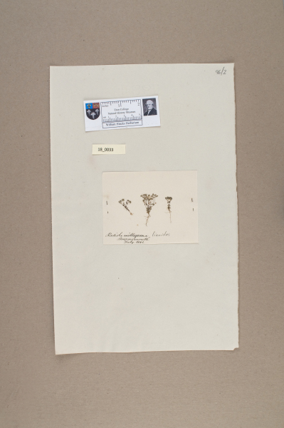 NHM_HH_18.33-2010 image NHM_HH_18.33-2010