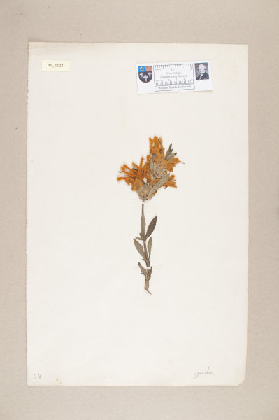 NHM_HH_44.12-2010 image NHM_HH_44.12-2010