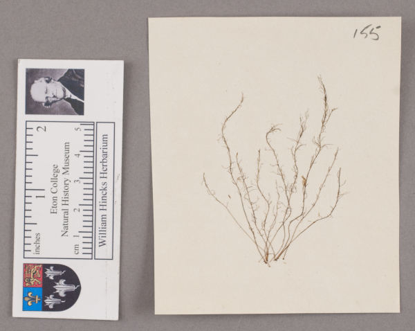 NHM_HH_1.155-2010 image NHM_HH_1.155-2010