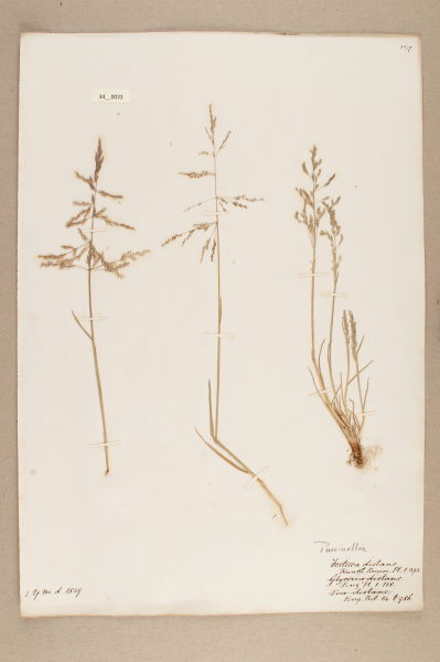 NHM_HH_34.33-2010 image NHM_HH_34.33-2010