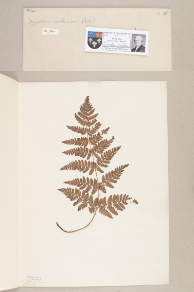 NHM_HH_5.67-2010 image NHM_HH_5.67-2010