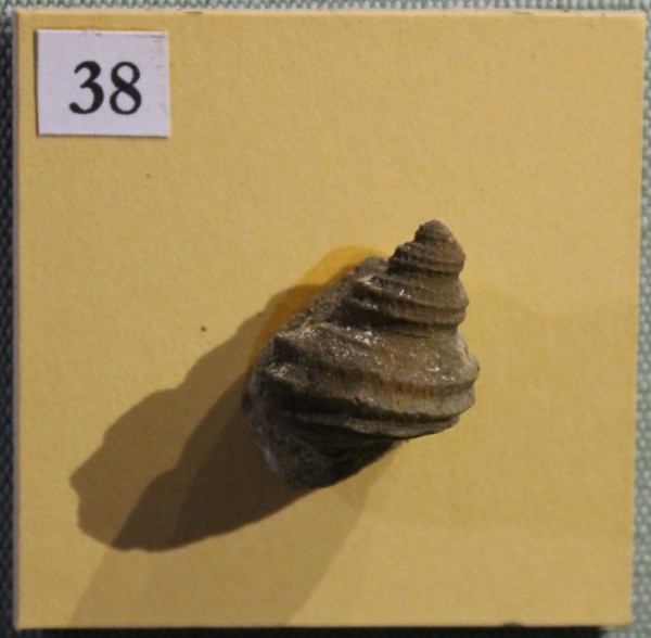 NHM.499-2017 image NHM.499-2017