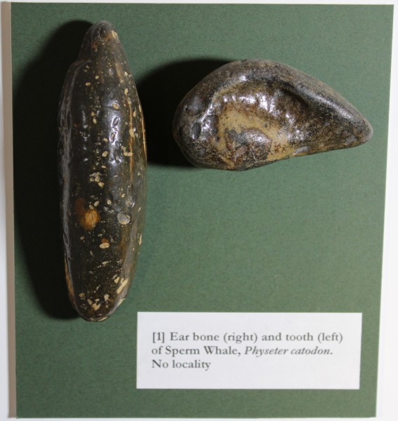 NHM.172-2016 image NHM.172-2016