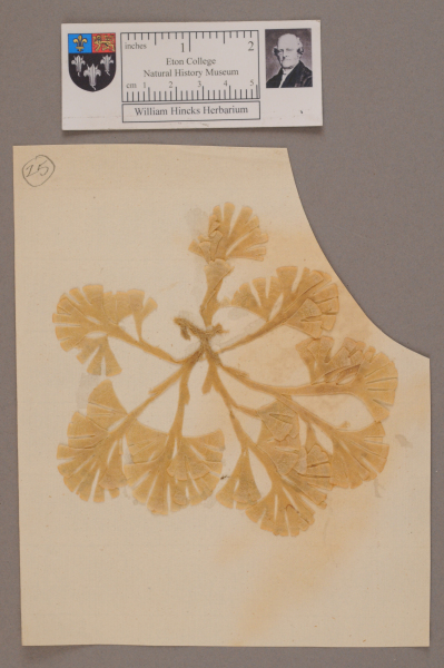 NHM_HH_1.25-2010 image NHM_HH_1.25-2010