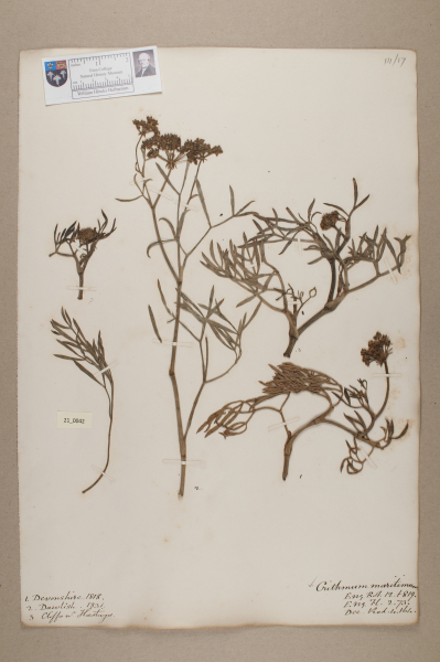 NHM_HH_21.42-2010 image NHM_HH_21.42-2010