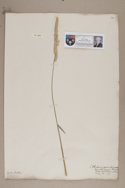 NHM_HH_35.37-2010 image NHM_HH_35.37-2010