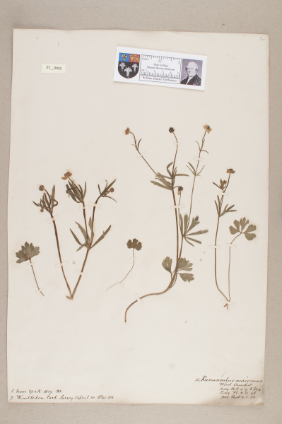 NHM_HH_7.42-2010 image NHM_HH_7.42-2010