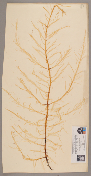 NHM_HH_1.66-2010 image NHM_HH_1.66-2010