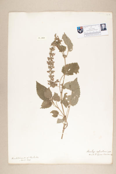 NHM_HH_23.28-2010 image NHM_HH_23.28-2010