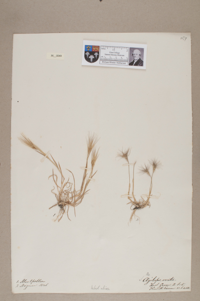 NHM_HH_36.49-2010 image NHM_HH_36.49-2010