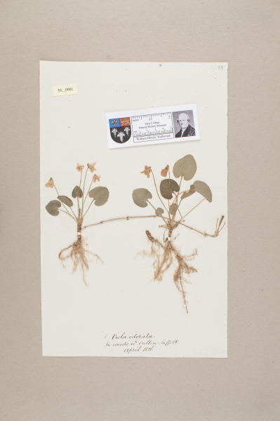 NHM_HH_10.61-2010 image NHM_HH_10.61-2010