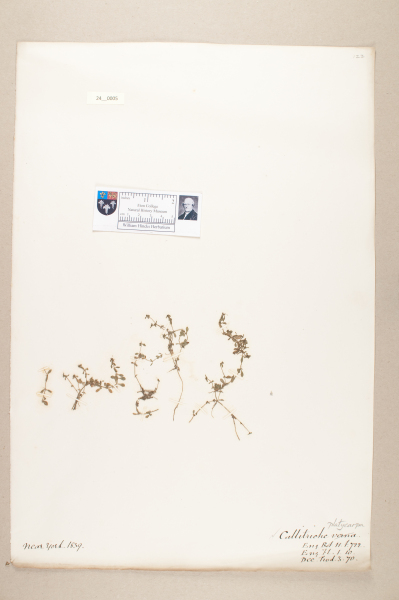 NHM_HH_24.5-2010 image NHM_HH_24.5-2010