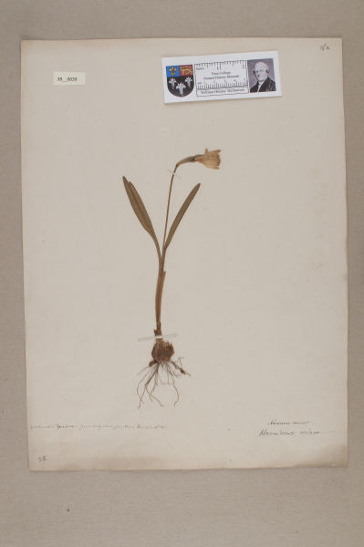 image NHM_HH_38.39-2010