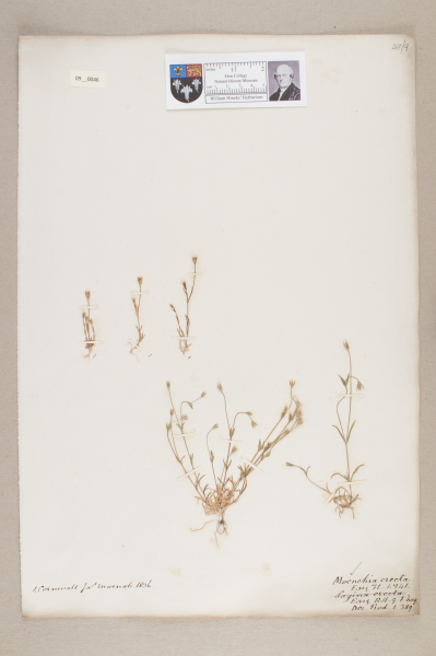 NHM_HH_9.46-2010 image NHM_HH_9.46-2010