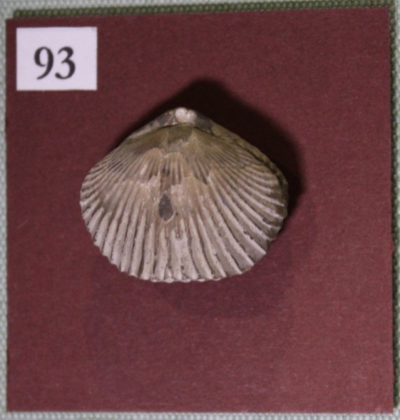 NHM.554-2017 image NHM.554-2017