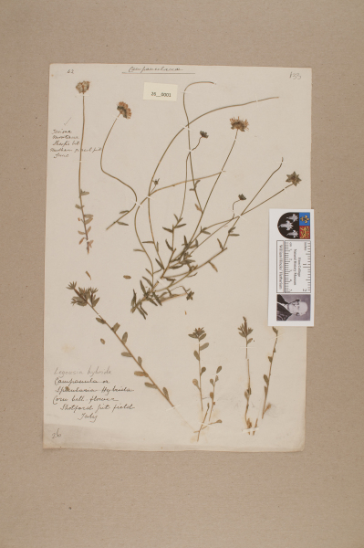 NHM_HH_26.1-2010 image NHM_HH_26.1-2010