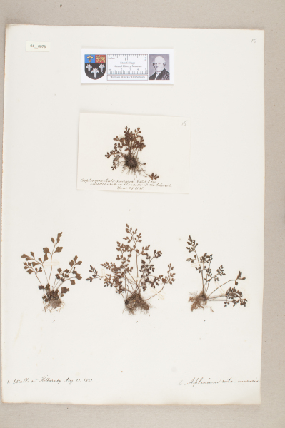 NHM_HH_4.73-2010 image NHM_HH_4.73-2010