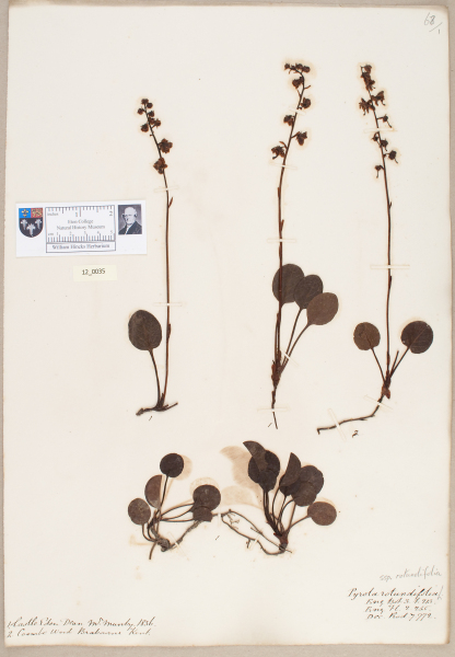 NHM_HH_12.35-2010 image NHM_HH_12.35-2010