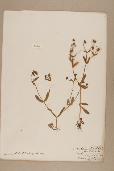 NHM_HH_26.89-2010 image NHM_HH_26.89-2010