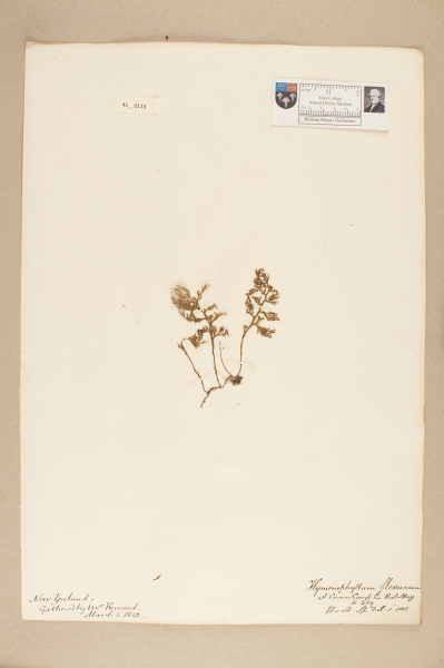 NHM_HH_41.113-2010 image NHM_HH_41.113-2010