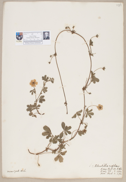 NHM_HH_13.44-2010 image NHM_HH_13.44-2010