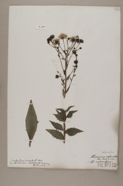 NHM_HH_28.61-2010 image NHM_HH_28.61-2010