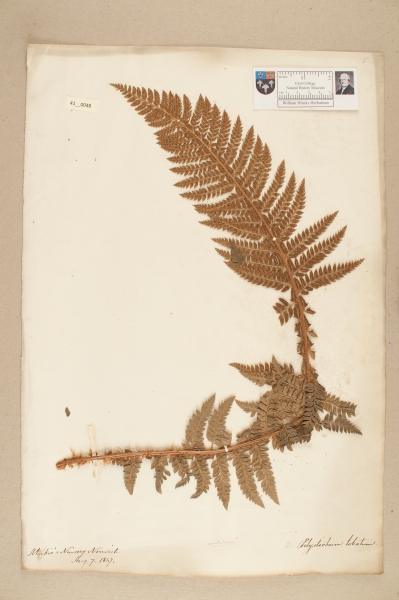 image NHM_HH_41.48-2010