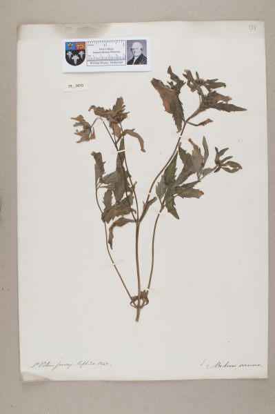 NHM_HH_29.70-2010 image NHM_HH_29.70-2010