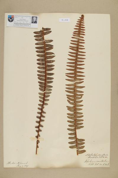 NHM_HH_42.138-2010 image NHM_HH_42.138-2010