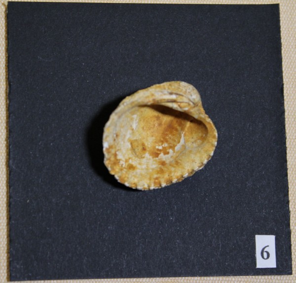 NHM-FT.6-2016 image NHM-FT.6-2016