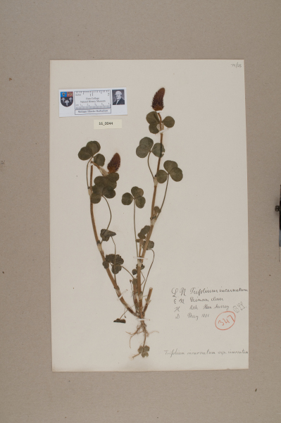 NHM_HH_16.44-2010 image NHM_HH_16.44-2010