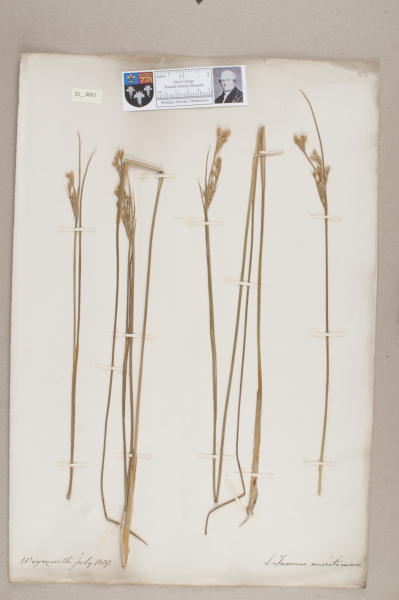 NHM_HH_31.21-2010 image NHM_HH_31.21-2010