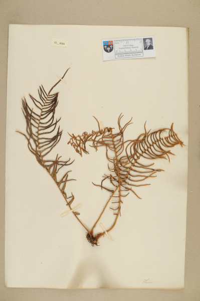 NHM_HH_42.80-2010 image NHM_HH_42.80-2010