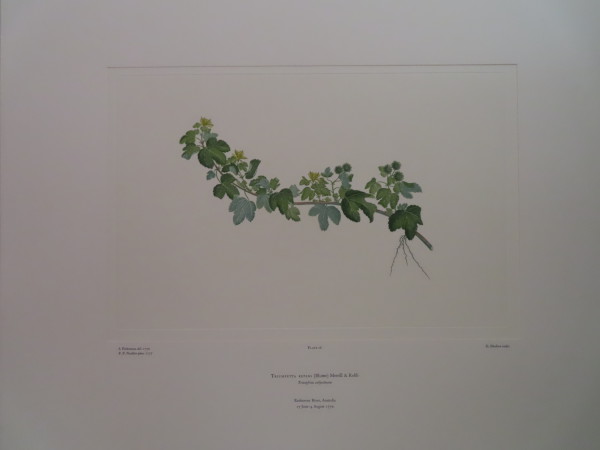 FDA-E.2916_2_7-2016-A image FDA-E.2916_2_7-2016-A