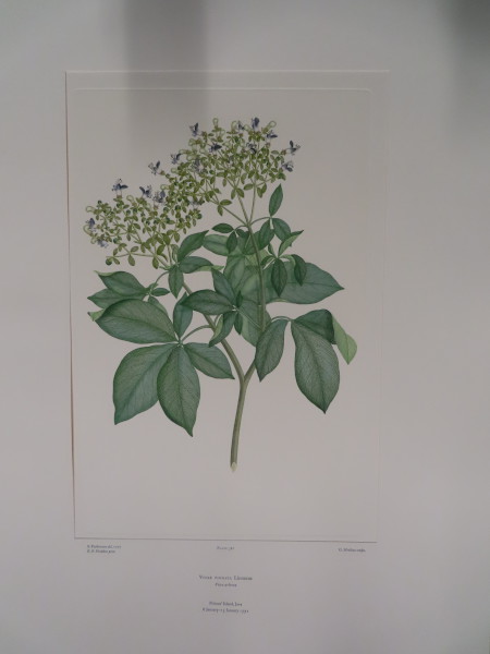 FDA-E.2916_18_10-2016 image FDA-E.2916_18_10-2016