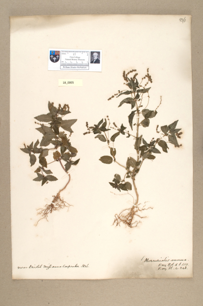 NHM_HH_18.5-2010 image NHM_HH_18.5-2010