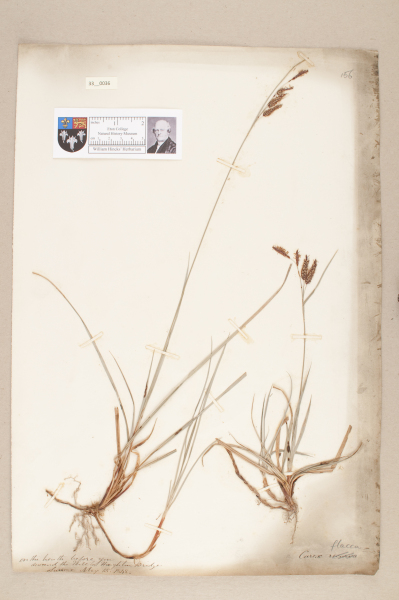 NHM_HH_33.36-2010 image NHM_HH_33.36-2010