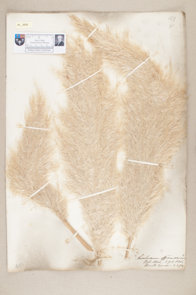 NHM_HH_45.10-2010 image NHM_HH_45.10-2010