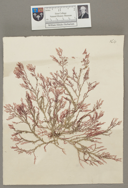 image NHM_HH_1.164-2010