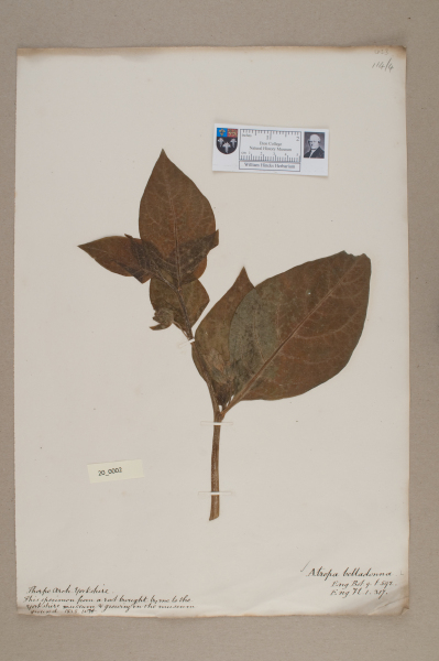 NHM_HH_20.2-2010 image NHM_HH_20.2-2010