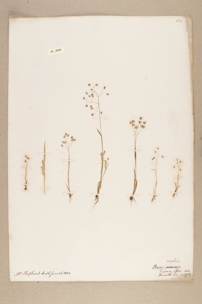 NHM_HH_34.42-2010 image NHM_HH_34.42-2010