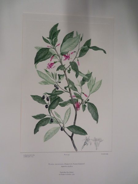 FDA-E.2916_22_9-2016 image FDA-E.2916_22_9-2016