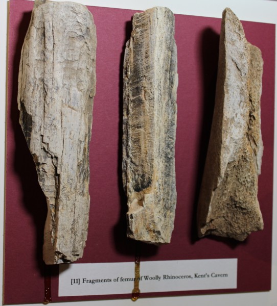 NHM.182-2016 image NHM.182-2016