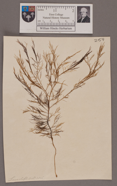 NHM_HH_1.259-2010 image NHM_HH_1.259-2010