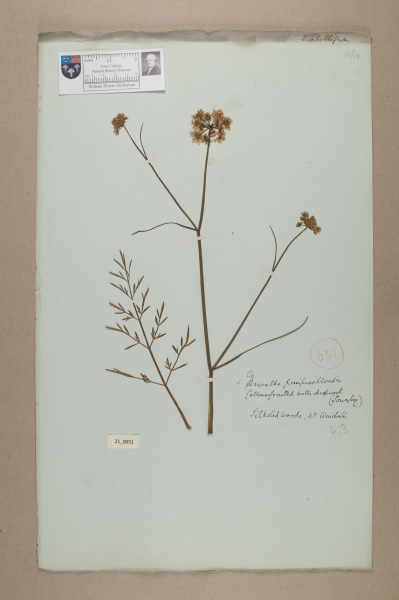 image NHM_HH_21.51-2010