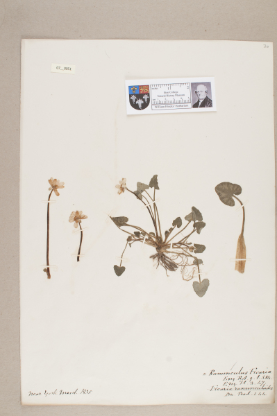 NHM_HH_7.51-2010 image NHM_HH_7.51-2010