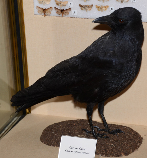 NHM_33_2015 image NHM_33_2015