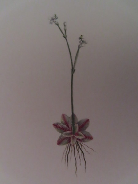 image FDA-E.2916_8_20-2016-A