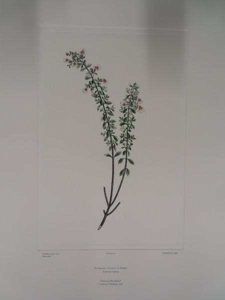 FDA-E.2916_25_10-2016-A image FDA-E.2916_25_10-2016-A